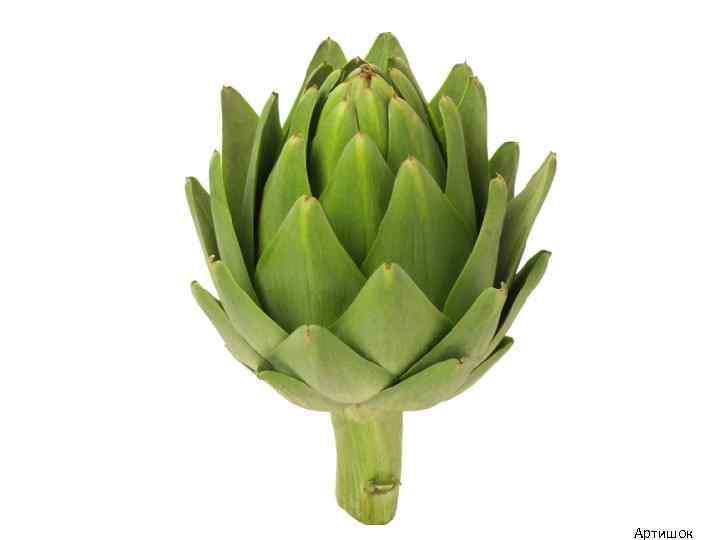 Артишок 