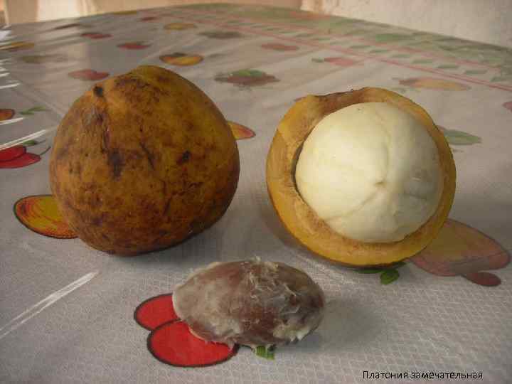 Платония замечательная 