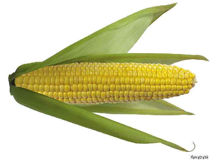 Кукуруза 