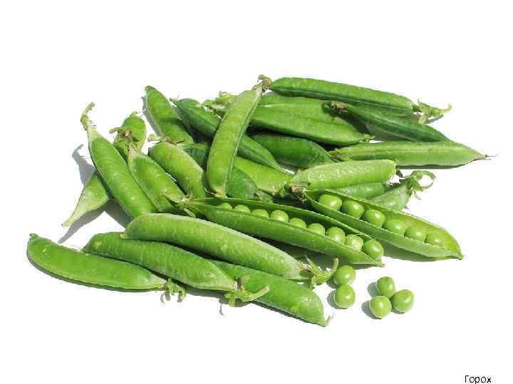 Горох 