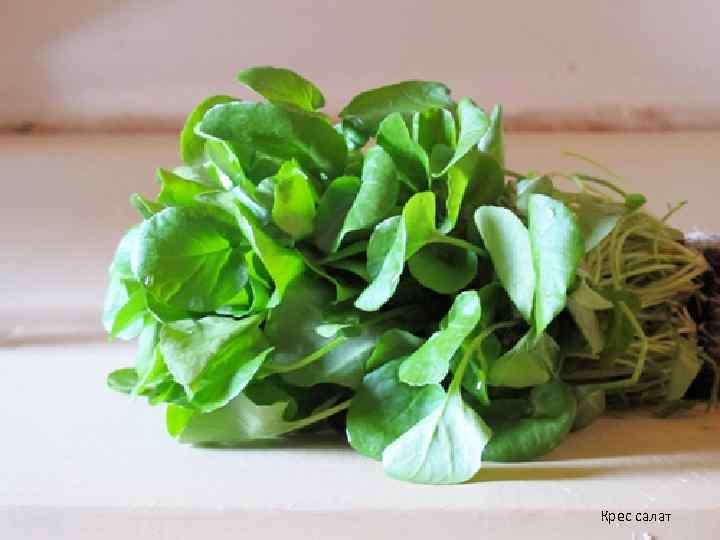 Крес салат 