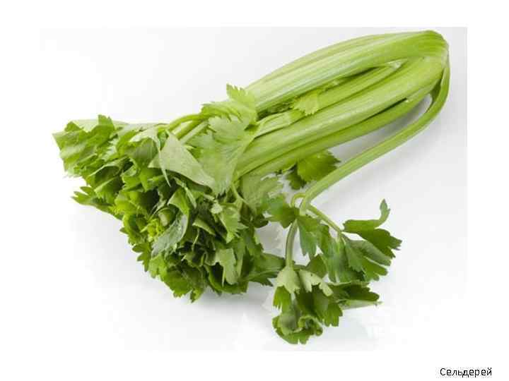 Сельдерей 