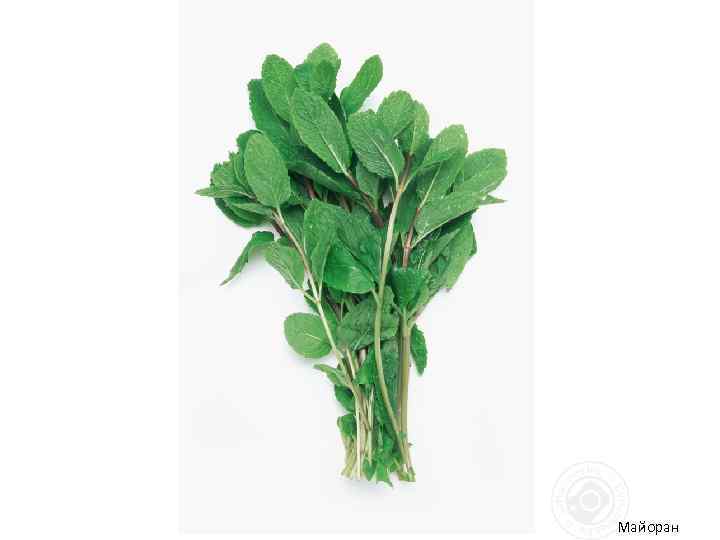 Майоран 