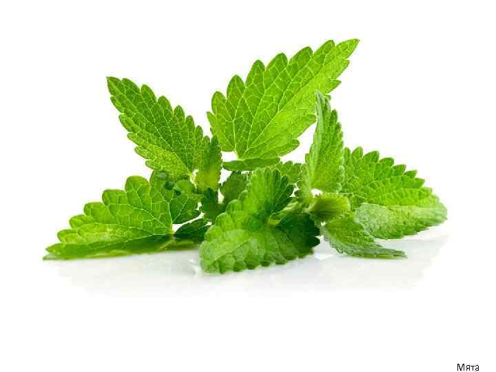 Мята 
