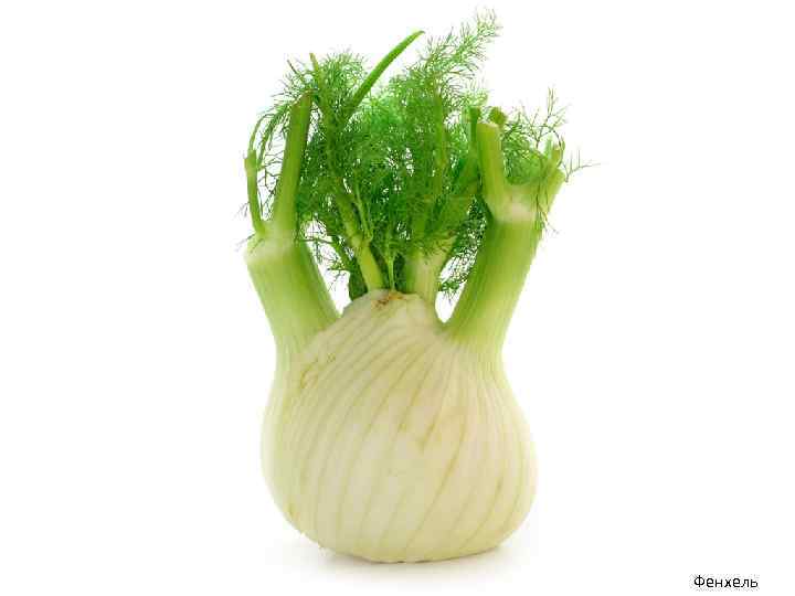 Фенхель 