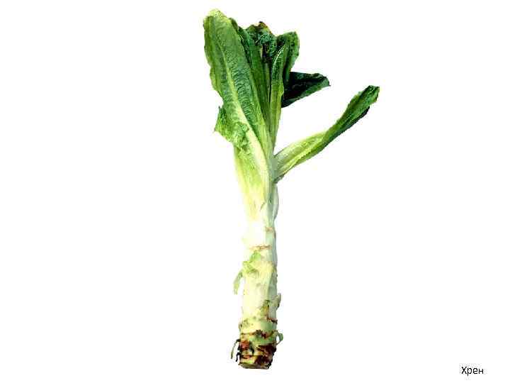 Хрен 