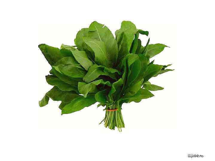 Щавель 