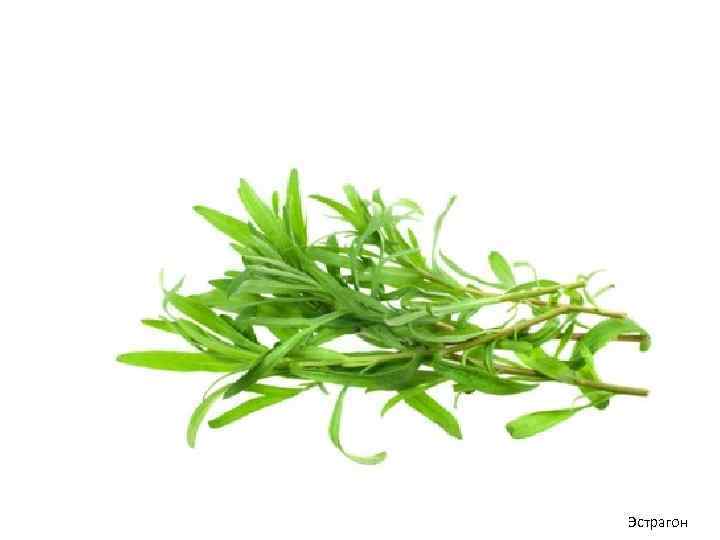 Эстрагон 