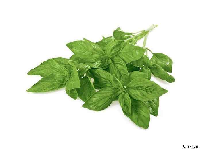 Базилик 