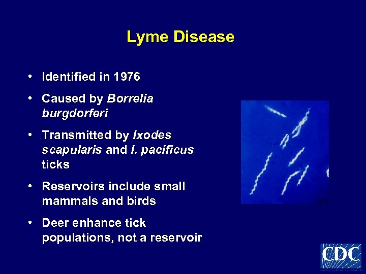 Lyme Disease • Identified in 1976 • Caused by Borrelia burgdorferi • Transmitted by
