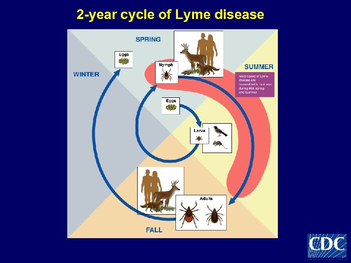 2 -year cycle of Lyme disease 