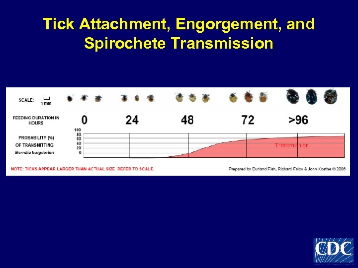 Tick Attachment, Engorgement, and Spirochete Transmission 
