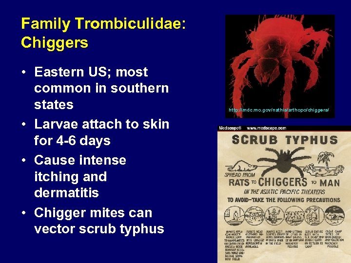 Family Trombiculidae: Chiggers • Eastern US; most common in southern states • Larvae attach