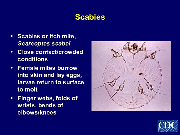Scabies • Scabies or Itch mite, Scarcoptes scabei • Close contact/crowded conditions • Female