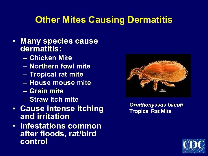 Other Mites Causing Dermatitis • Many species cause dermatitis: – – – Chicken Mite