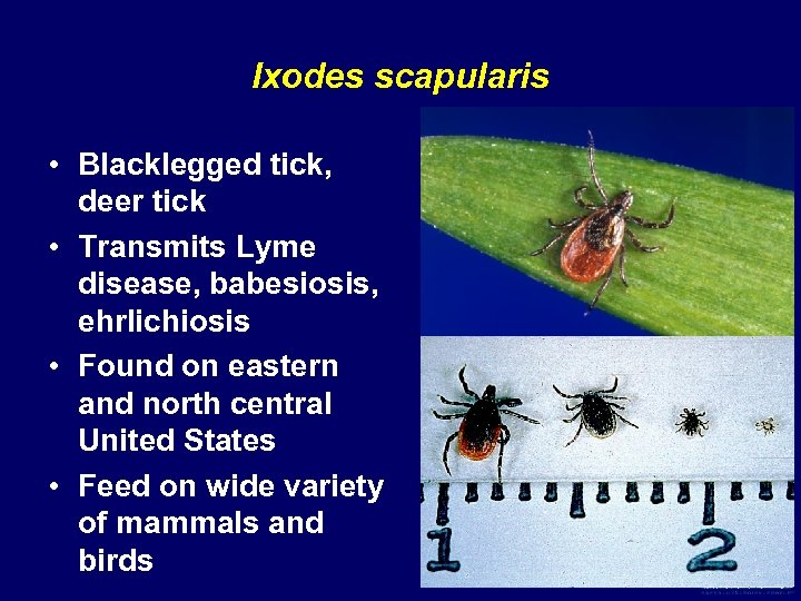 Ixodes scapularis • Blacklegged tick, deer tick • Transmits Lyme disease, babesiosis, ehrlichiosis •