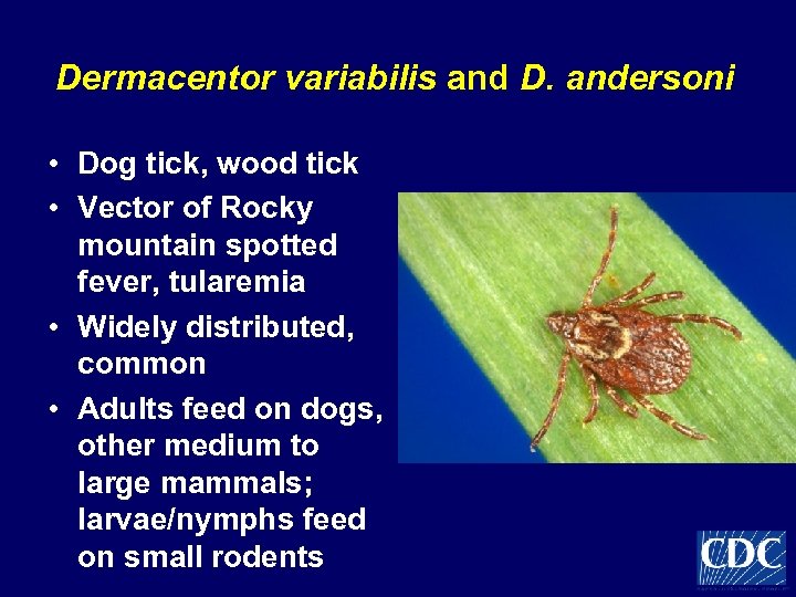 Dermacentor variabilis and D. andersoni • Dog tick, wood tick • Vector of Rocky