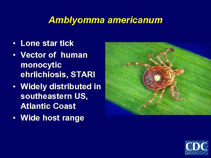 Amblyomma americanum • Lone star tick • Vector of human monocytic ehrlichiosis, STARI •