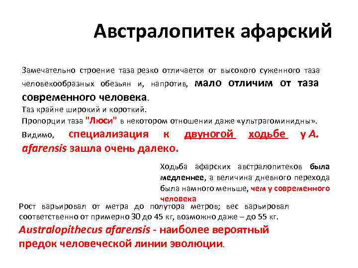 Австралопитек афарский Замечательно строение таза резко отличается от высокого суженного таза человекообразных обезьян и,