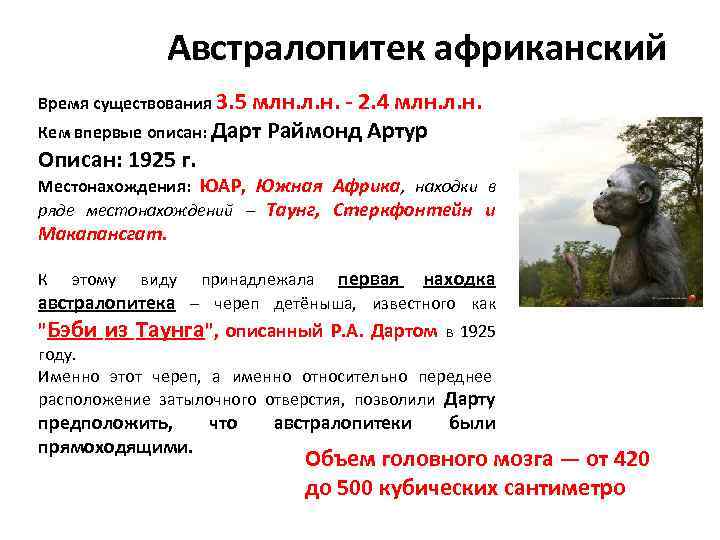 Австралопитек африканский Время существования 3. 5 млн. л. н. - 2. 4 млн. л.