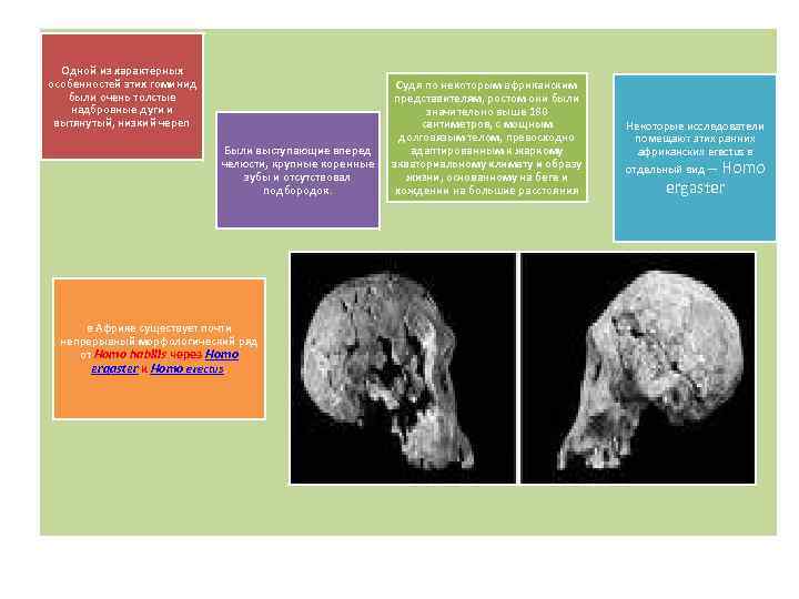 Одной из характерных особенностей этих гоминид были очень толстые надбровные дуги и вытянутый, низкий