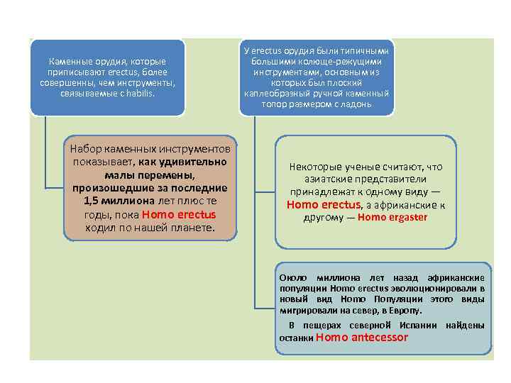 Каменные орудия, которые приписывают erectus, более совершенны, чем инструменты, связываемые с habilis. Набор каменных