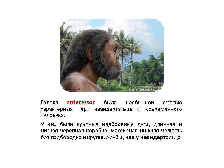 Голова antecessor была необычной смесью характерных черт неандертальца и современного человека. У них были