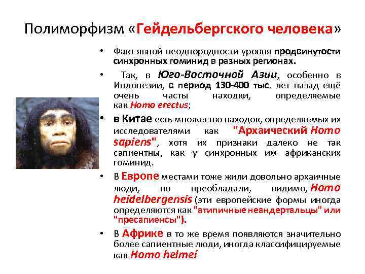 Полиморфизм «Гейдельбергского человека» • Факт явной неоднородности уровня продвинутости синхронных гоминид в разных регионах.