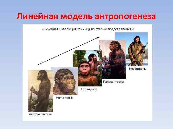 Линейная модель антропогенеза 