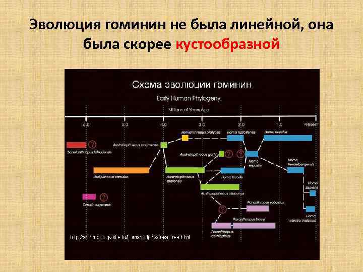 Эволюция гоминин не была линейной, она была скорее кустообразной 