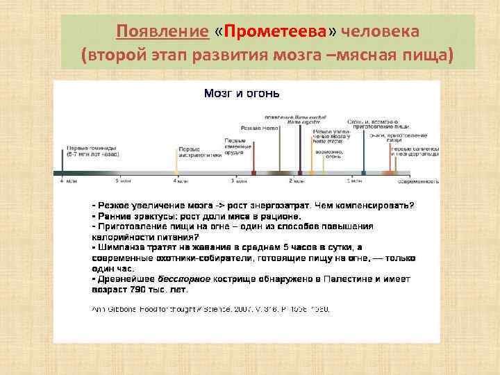 Появление «Прометеева» человека (второй этап развития мозга –мясная пища) 