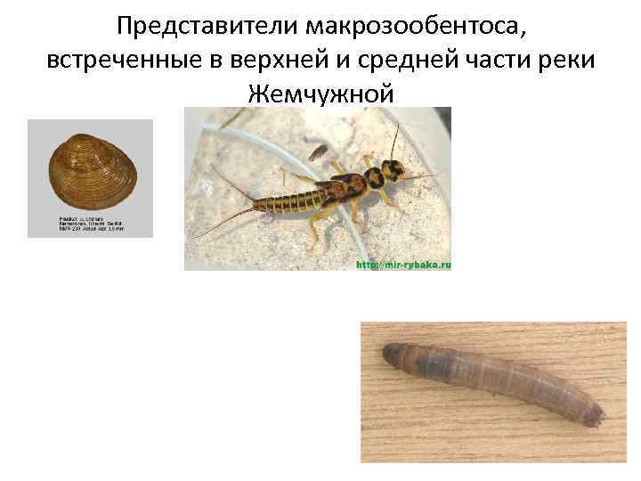 Представители макрозообентоса, встреченные в верхней и средней части реки Жемчужной 