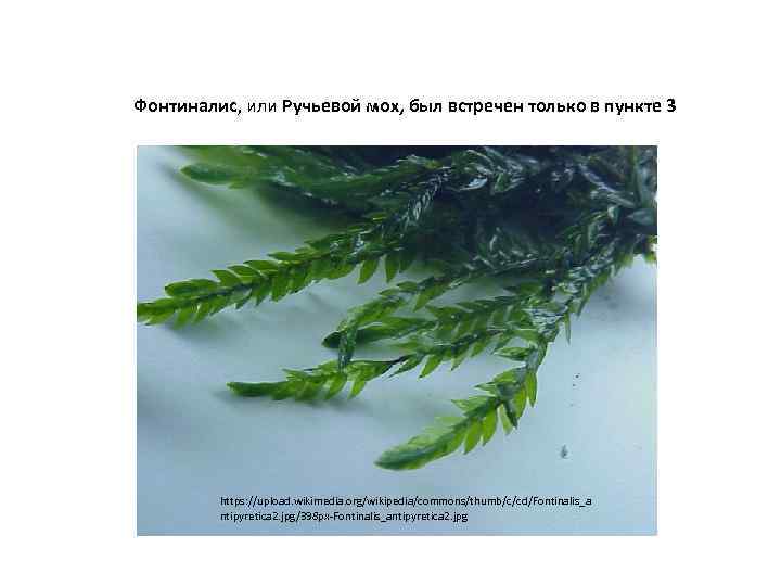 Фонтиналис, или Ручьевой мох, был встречен только в пункте 3 https: //upload. wikimedia. org/wikipedia/commons/thumb/c/cd/Fontinalis_a