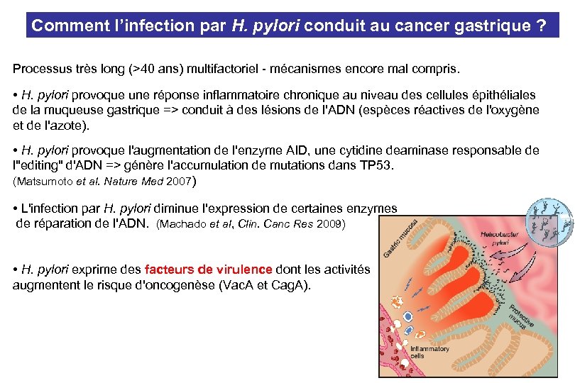 Comment l’infection par H. pylori conduit au cancer gastrique ? Processus très long (>40