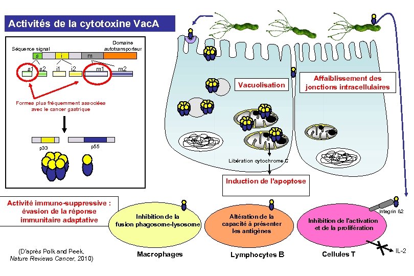 Activités de la cytotoxine Vac. A Domaine autotransporteur Séquence signal s i m s
