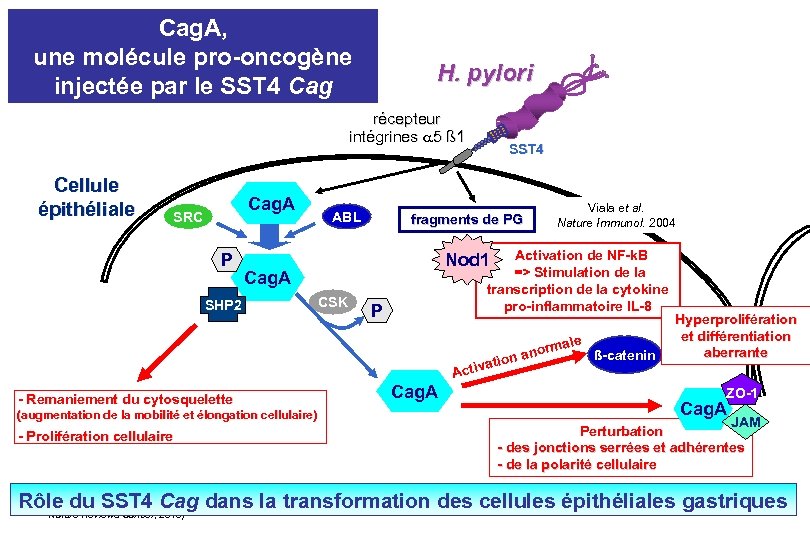 Cag. A, une molécule pro-oncogène injectée par le SST 4 Cag H. pylori récepteur