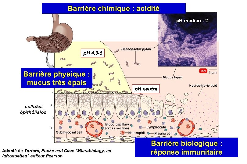 Barrière chimique : acidité p. H médian : 2 p. H 4. 5 -6