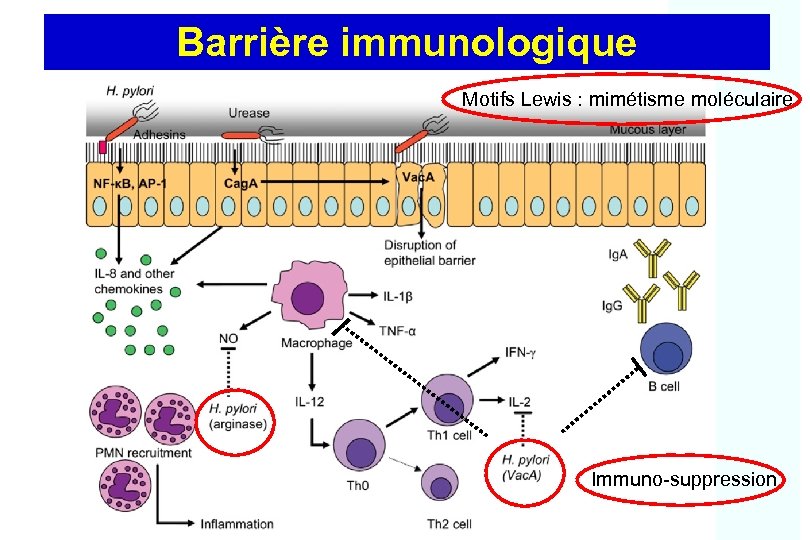 Barrière immunologique Motifs Lewis : mimétisme moléculaire Immuno-suppression 