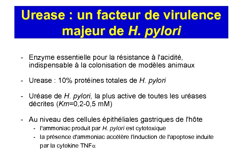 Urease : un facteur de virulence majeur de H. pylori - Enzyme essentielle pour