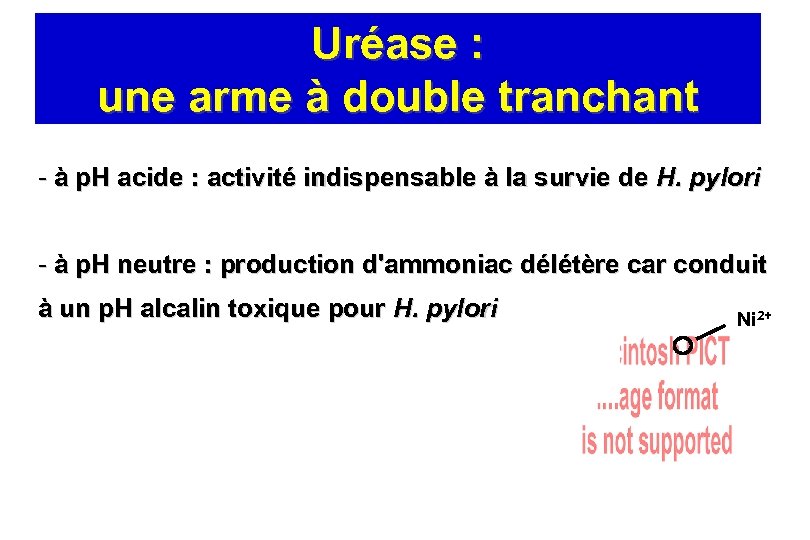 Uréase : une arme à double tranchant - à p. H acide : activité