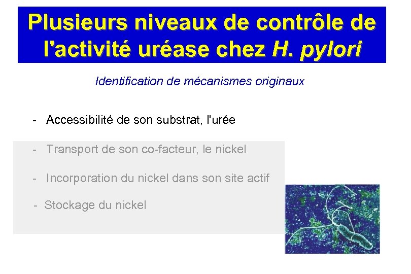 Plusieurs niveaux de contrôle de l'activité uréase chez H. pylori Identification de mécanismes originaux