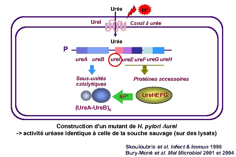Urée H+ Ure. I Canal à urée Urée P ure. A ure. B ure.