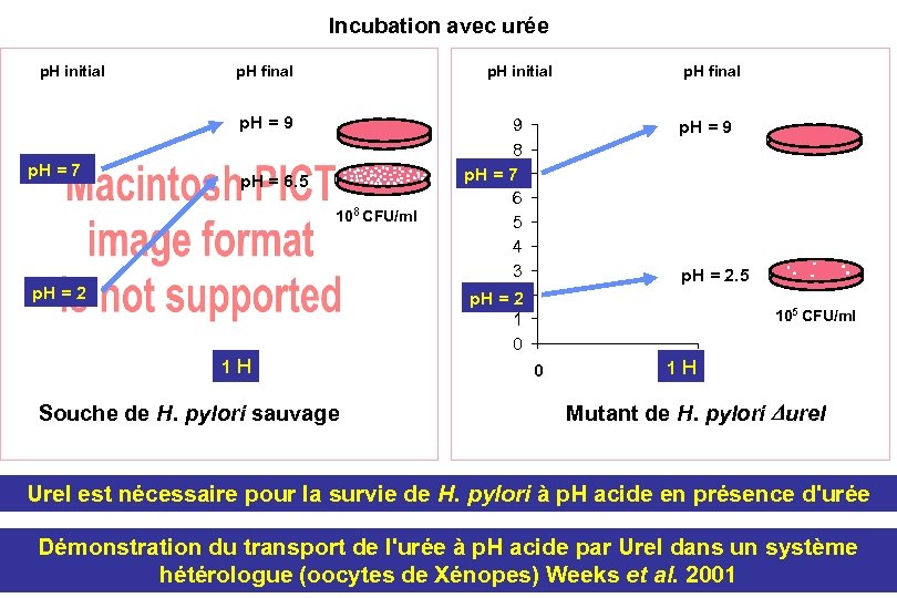 Incubation avec urée p. H initial p. H final p. H initial p. H