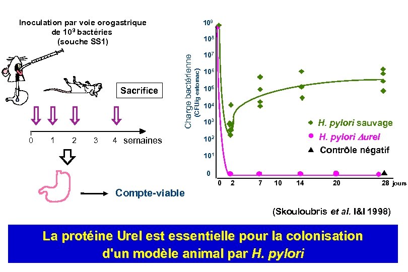 Inoculation par voie orogastrique de 109 bactéries (souche SS 1) 0 1 2 3