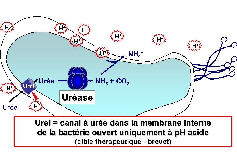 H+ H+ Urée Ure. I Urée H+ H+ H+ NH 4+ NH 3 +