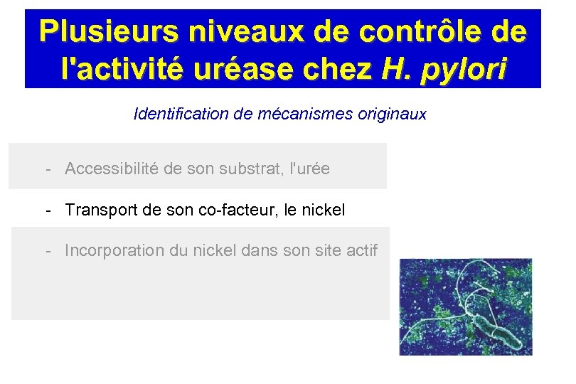 Plusieurs niveaux de contrôle de l'activité uréase chez H. pylori Identification de mécanismes originaux
