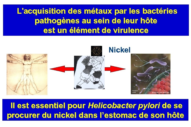 L'acquisition des métaux par les bactéries pathogènes au sein de leur hôte est un