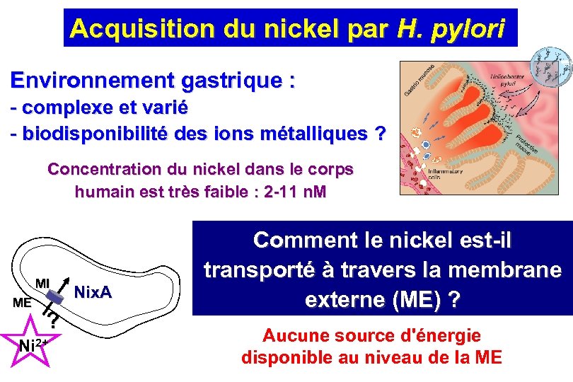 Acquisition du nickel par H. pylori Environnement gastrique : - complexe et varié -