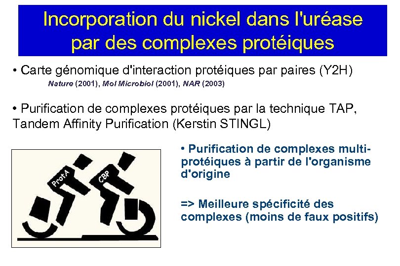 Incorporation du nickel dans l'uréase par des complexes protéiques • Carte génomique d'interaction protéiques