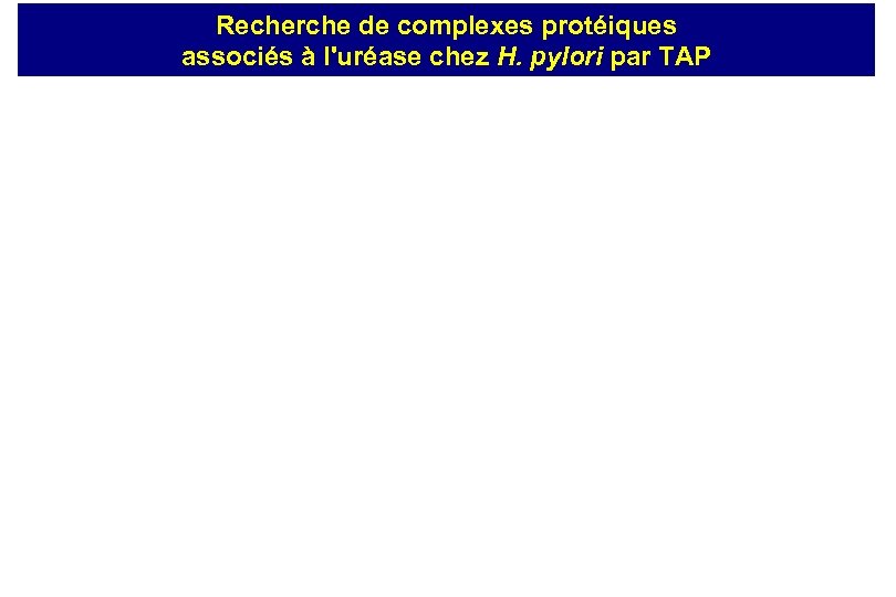 Recherche de complexes protéiques associés à l'uréase chez H. pylori par TAP 